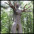 ORACLE - 2008 - Pine - 28' tall