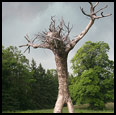 PREDATOR TREE - 2003 - Yellow birch - Photo: Hugh Karol