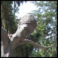 SMOKE JUMPER - 2007 - Hornbeam tree, pine head, fir feet - 198 x 86 x 70 inches 