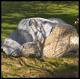 BLACK EYED STONE - 2006 - Basalt - 38" x 42" x 60"  - Collection Glenn and Faith Parker, Lexington, MA