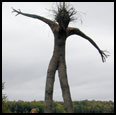 PINE TREE FIGURE - 2006 - Pine tree, spruce arms - Height 30'