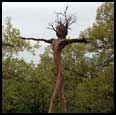 JAUNTY HORNBEAM - 2002 - Hornbeam - 133" x 73" x 53" - Collection of Jean and Kyra Montague, New Ipswich, NH